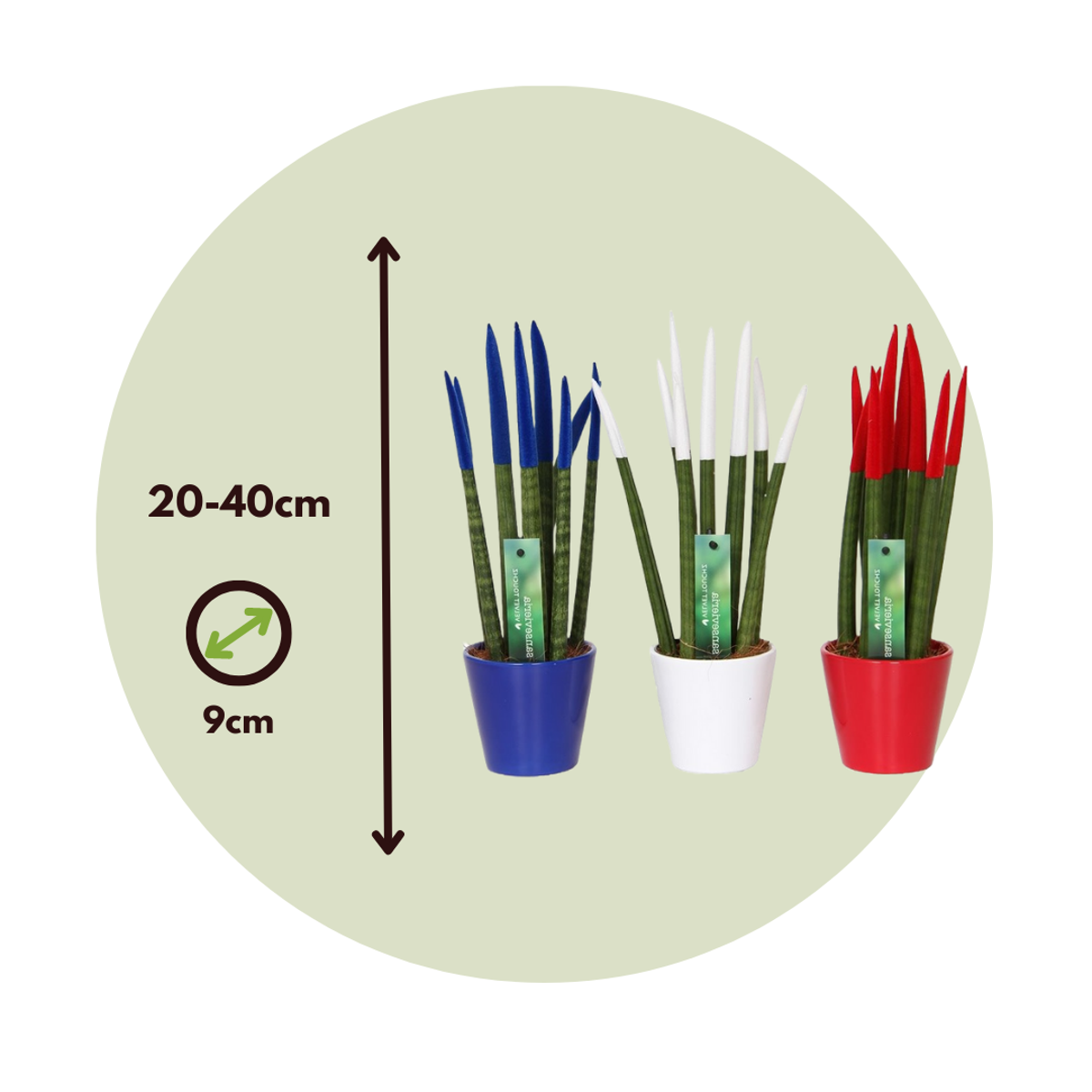 Langue de belle-mère - Set de 3 - Sansevieria cylindrica - H20-40cm - ⌀9cm