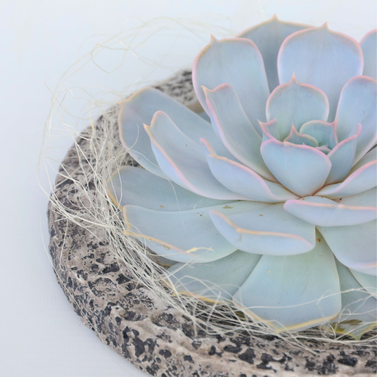 Echeveria - Echeveria lilacina - Hauteur 8cm - TD Plantz
