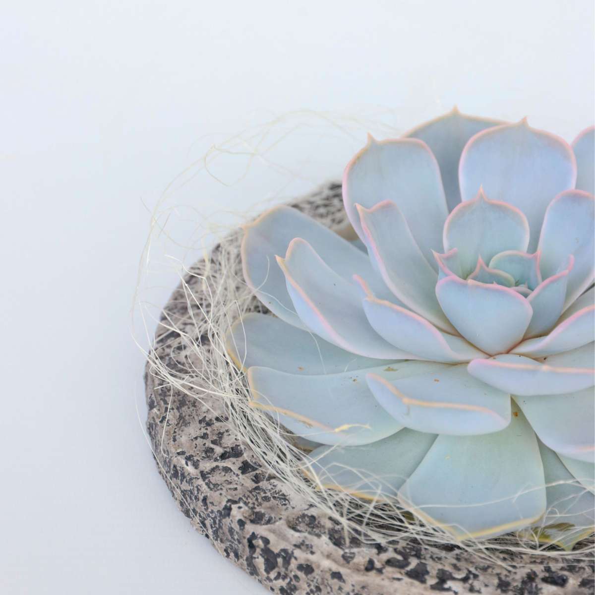 Echeveria - Echeveria lilacina - Hauteur 8cm - TD Plantz