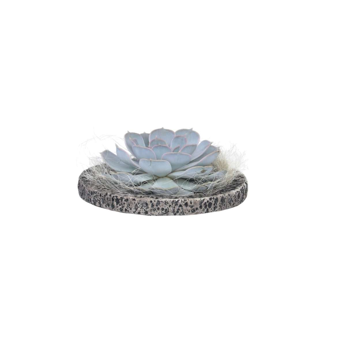 Echeveria - Echeveria lilacina - Hauteur 8cm - TD Plantz