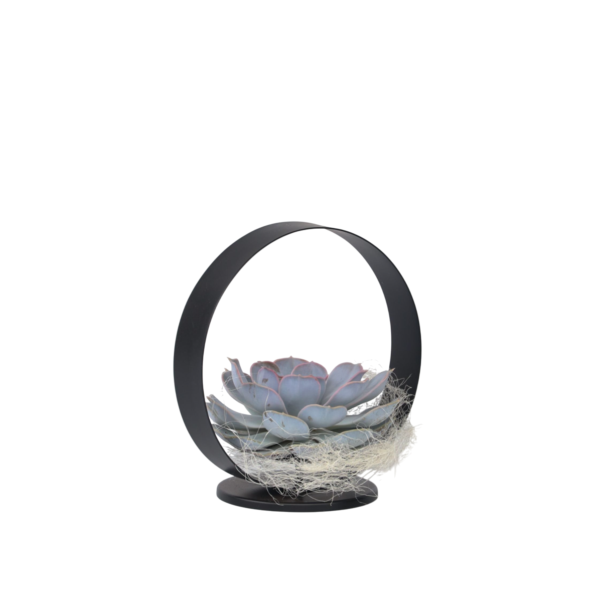 Anneau Métal Noir - Echeveria lilacina - Hauteur 20cm