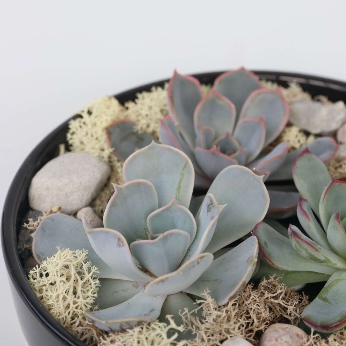 Mélange de Jardin Noir - Echeveria lilacina - Hauteur 8cm