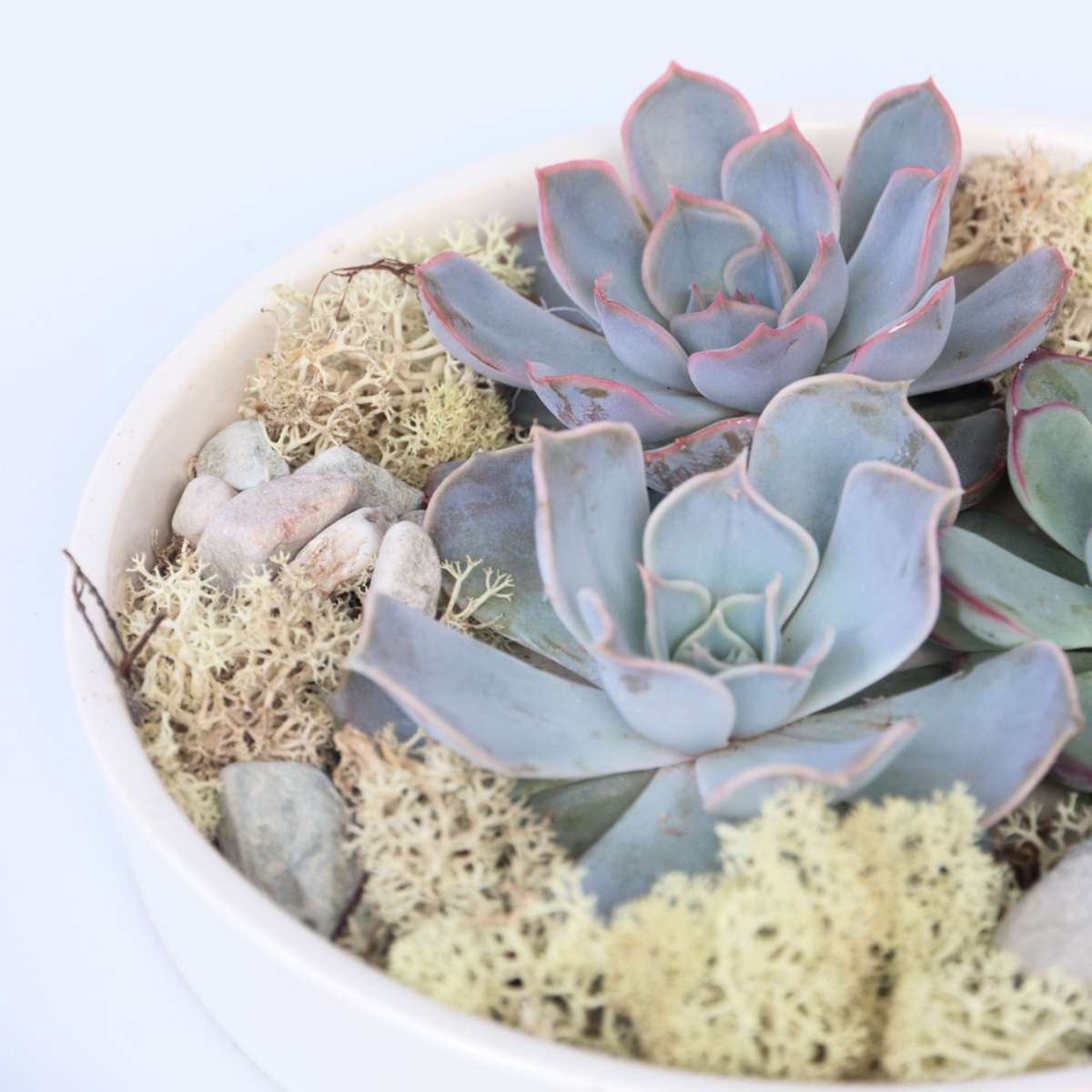 Mélange de Jardin Blanc - Echeveria lilacina - Hauteur 8cm - TD Plantz