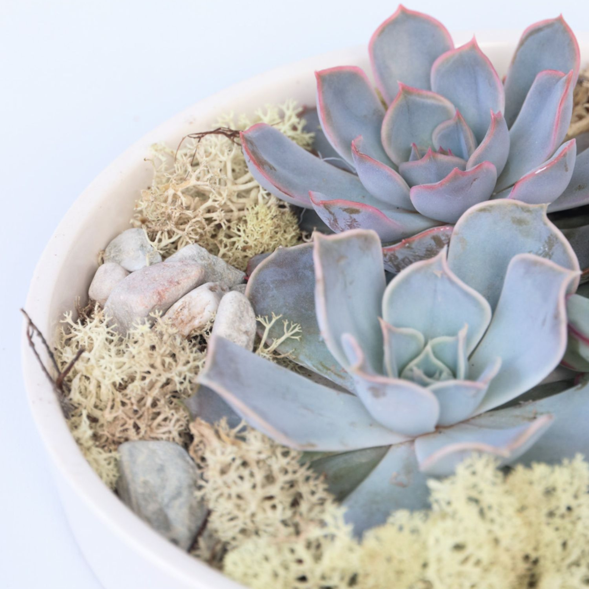 Mélange de Jardin Blanc - Echeveria lilacina - Hauteur 8cm - TD Plantz