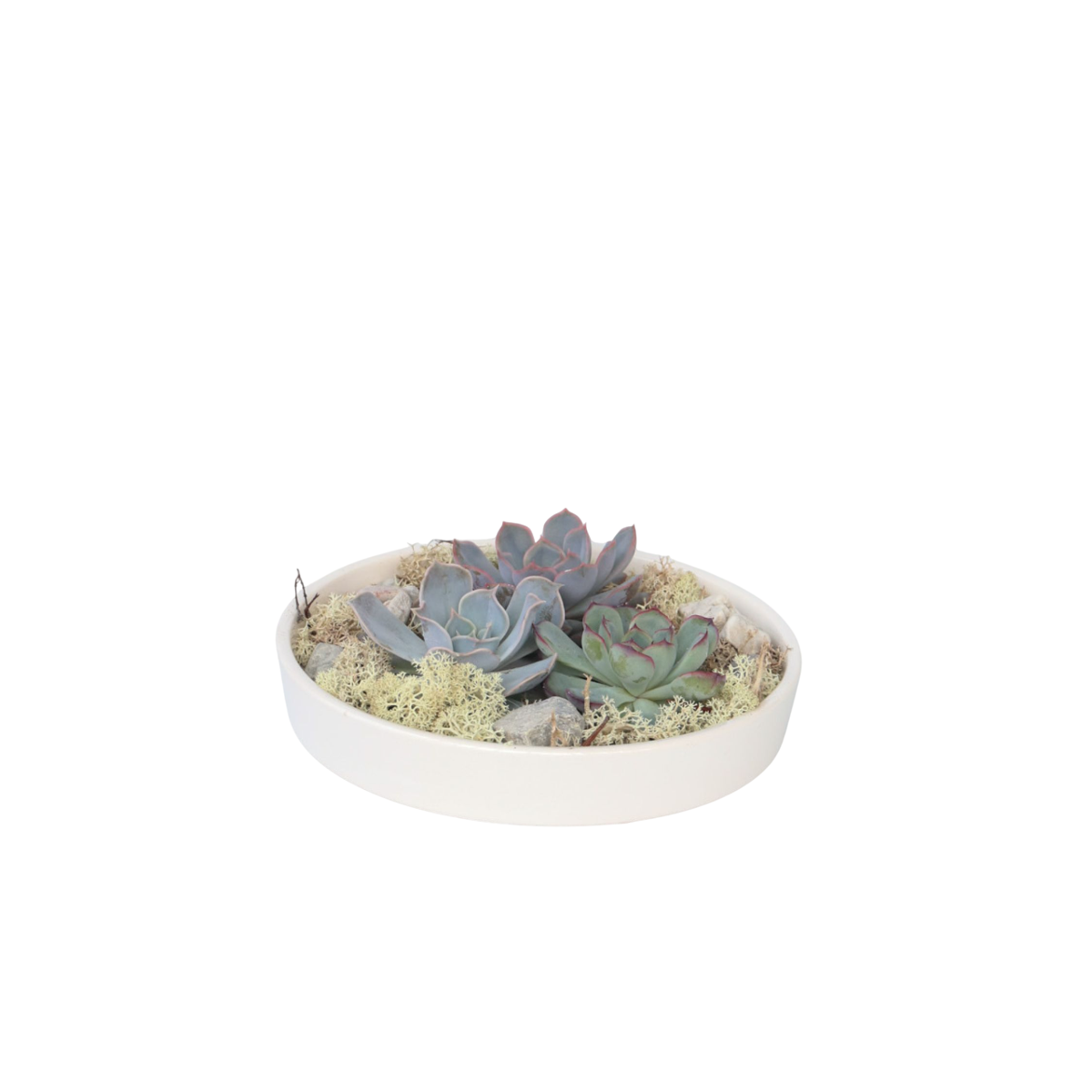 Mélange de Jardin Blanc - Echeveria lilacina - Hauteur 8cm - TD Plantz