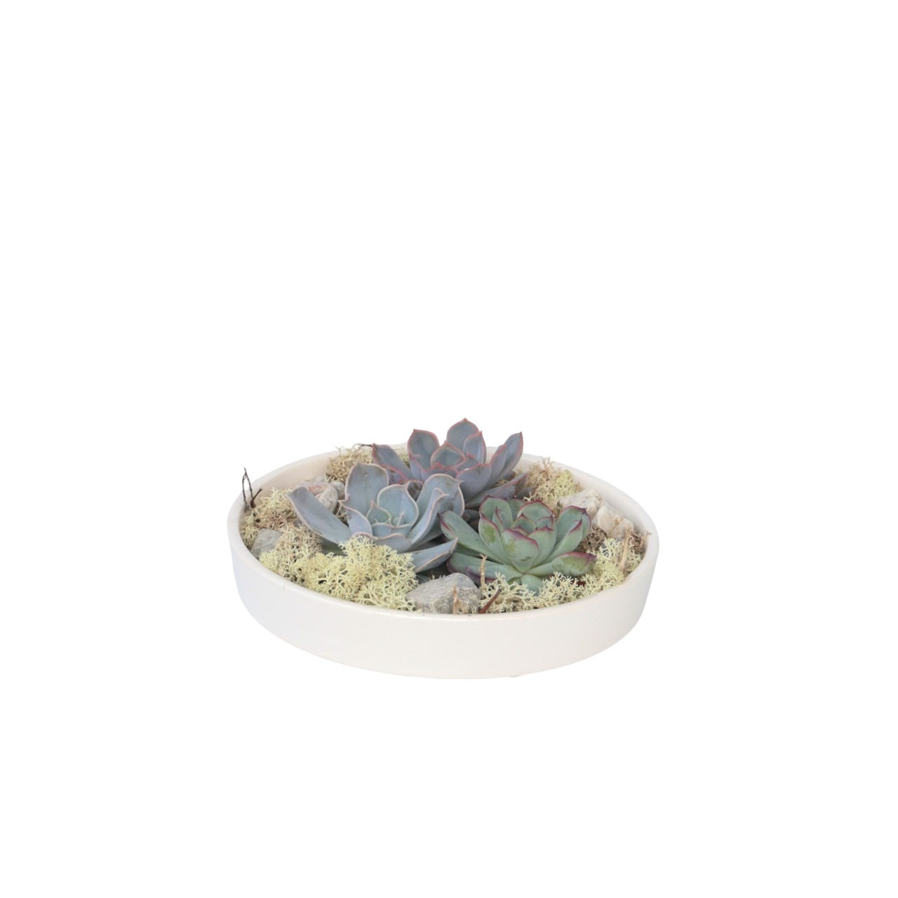 Mélange de Jardin Blanc - Echeveria lilacina - Hauteur 8cm - TD Plantz