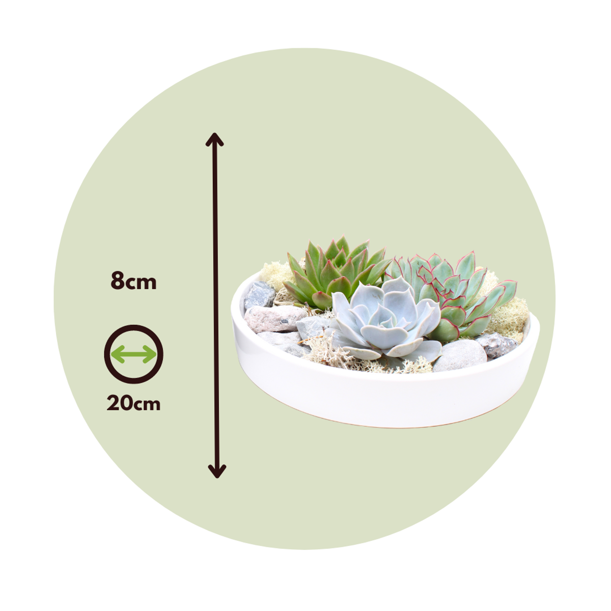 Mélange de Jardin Blanc - Echeveria lilacina - Hauteur 8cm - TD Plantz