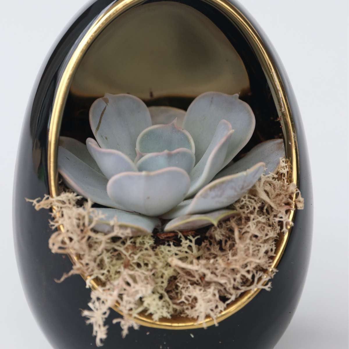 Echeveria in decorative egg - 2 pcs. - Echeveria lilacina - Height 12cm