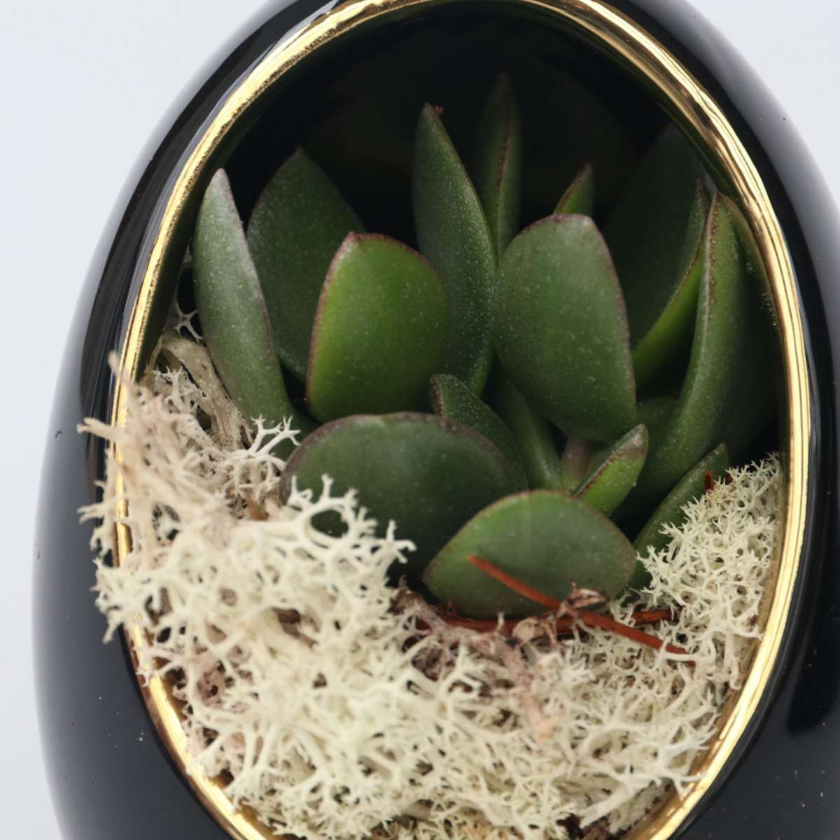 Echeveria in decorative egg - 2 pcs. - Echeveria lilacina - Height 12cm