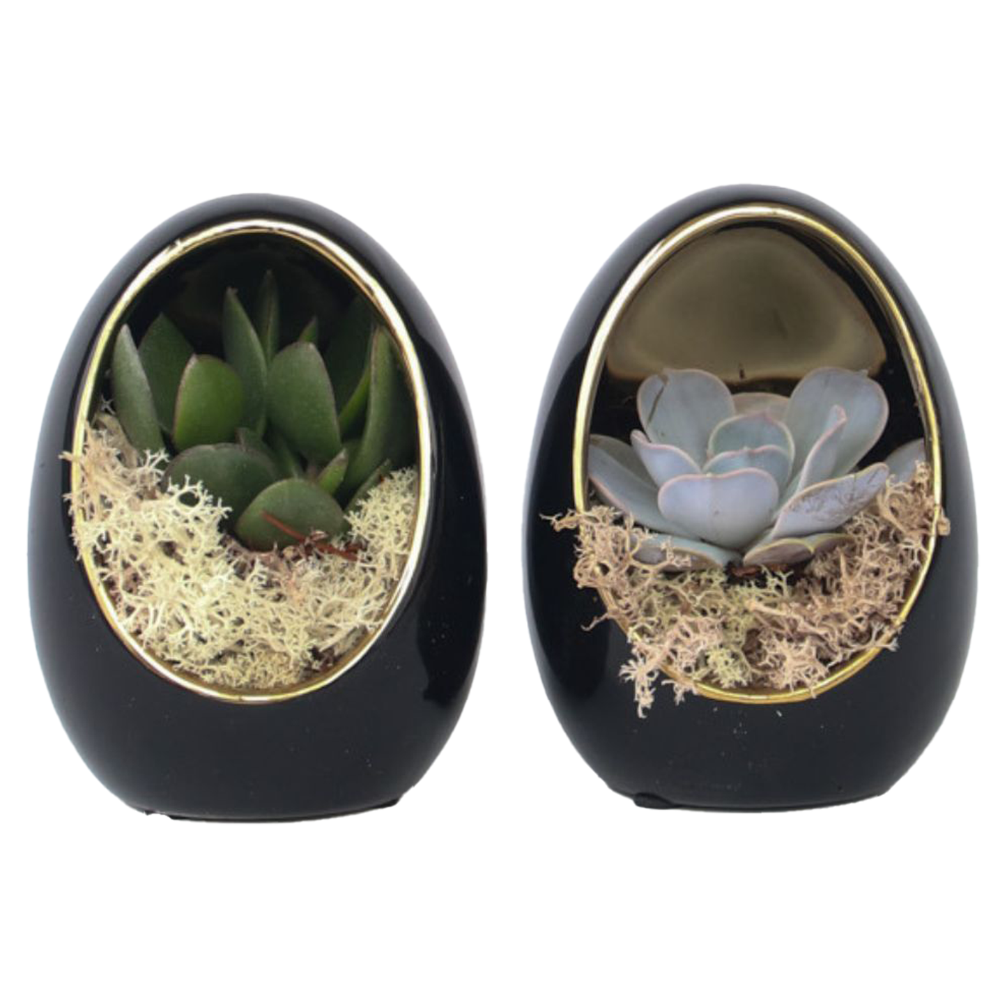 Echeveria in decorative egg - 2 pcs. - Echeveria lilacina - Height 12cm