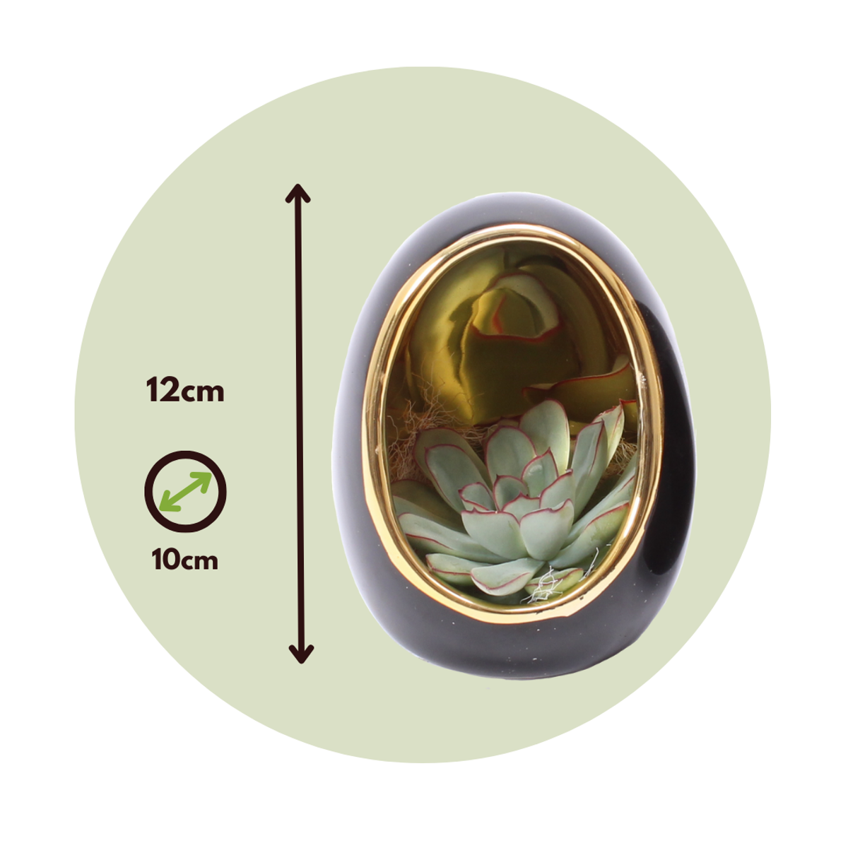 Echeveria in decorative egg - 2 pcs. - Echeveria lilacina - Height 12cm