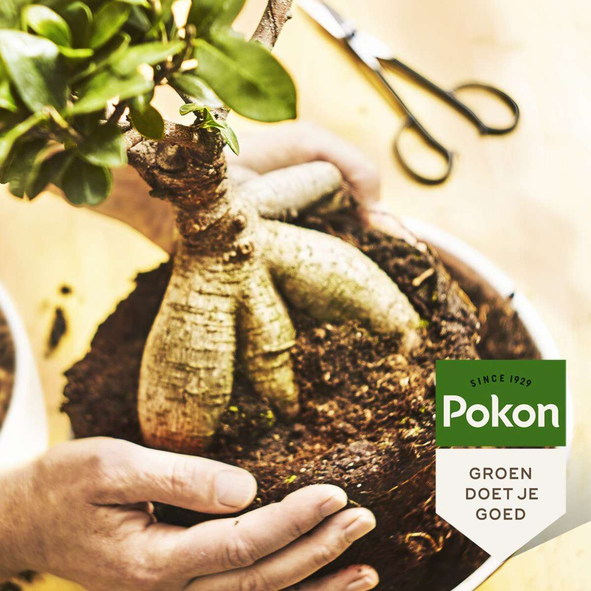 Engrais liquide pour plantes Pokon - Bonsaï - 250ml