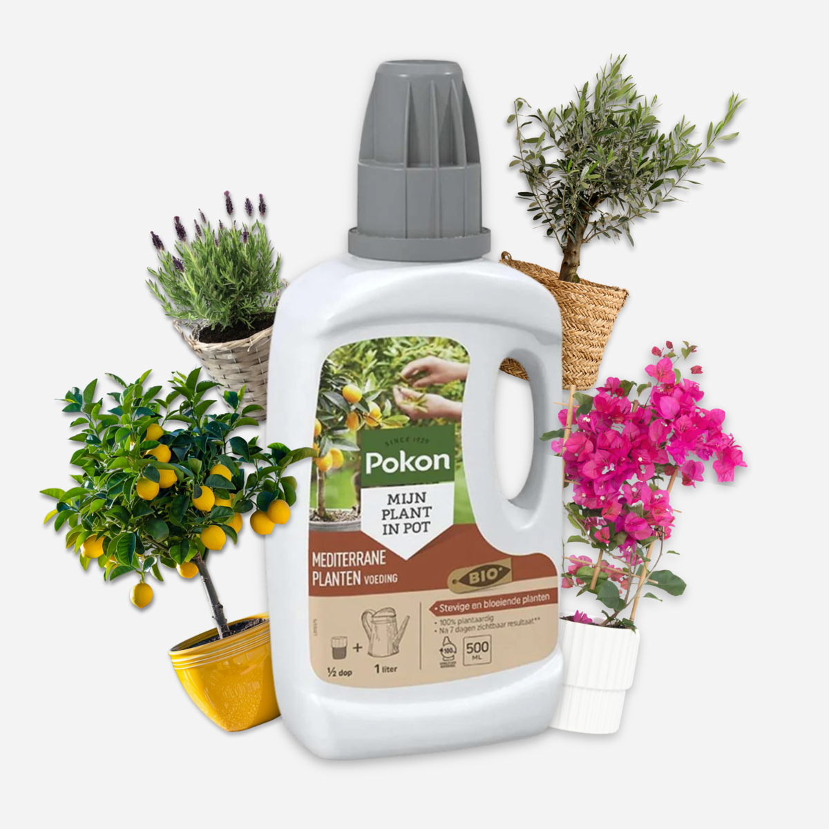 Pokon - Engrais liquide pour plantes méditerranéennes - 500 ml