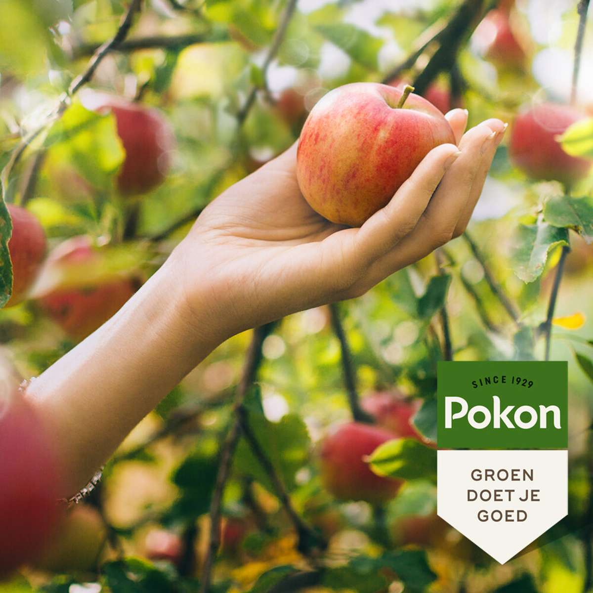 Engrais pour arbres fruitiers Pokon Bio - 1kg