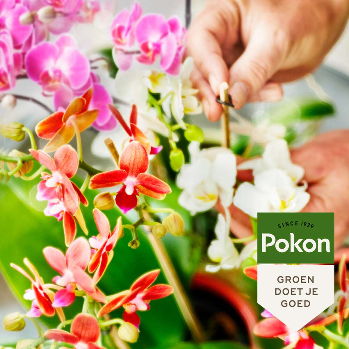 Engrais liquide pour plantes Pokon - Orchidées - 250ml