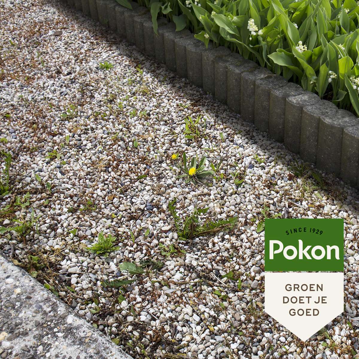 Pokon concentré liquide anti-mauvaises herbes - 225ml