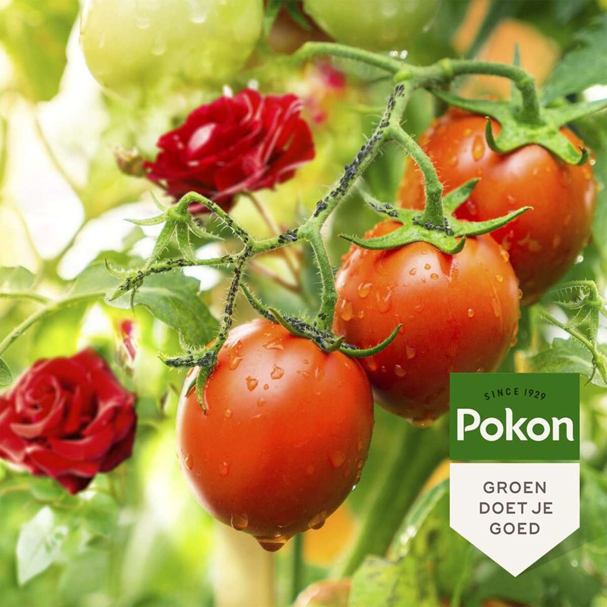 Pokon spray anti-insectes pour plantes – 800ml