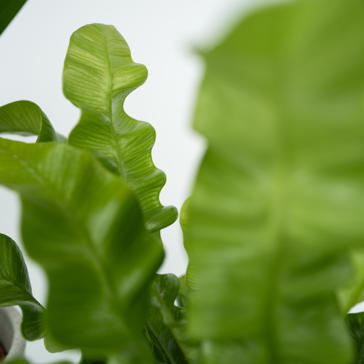 Houseplants 'Green Quartet' - 4 pcs. - Height 25-40cm - ⌀12cm