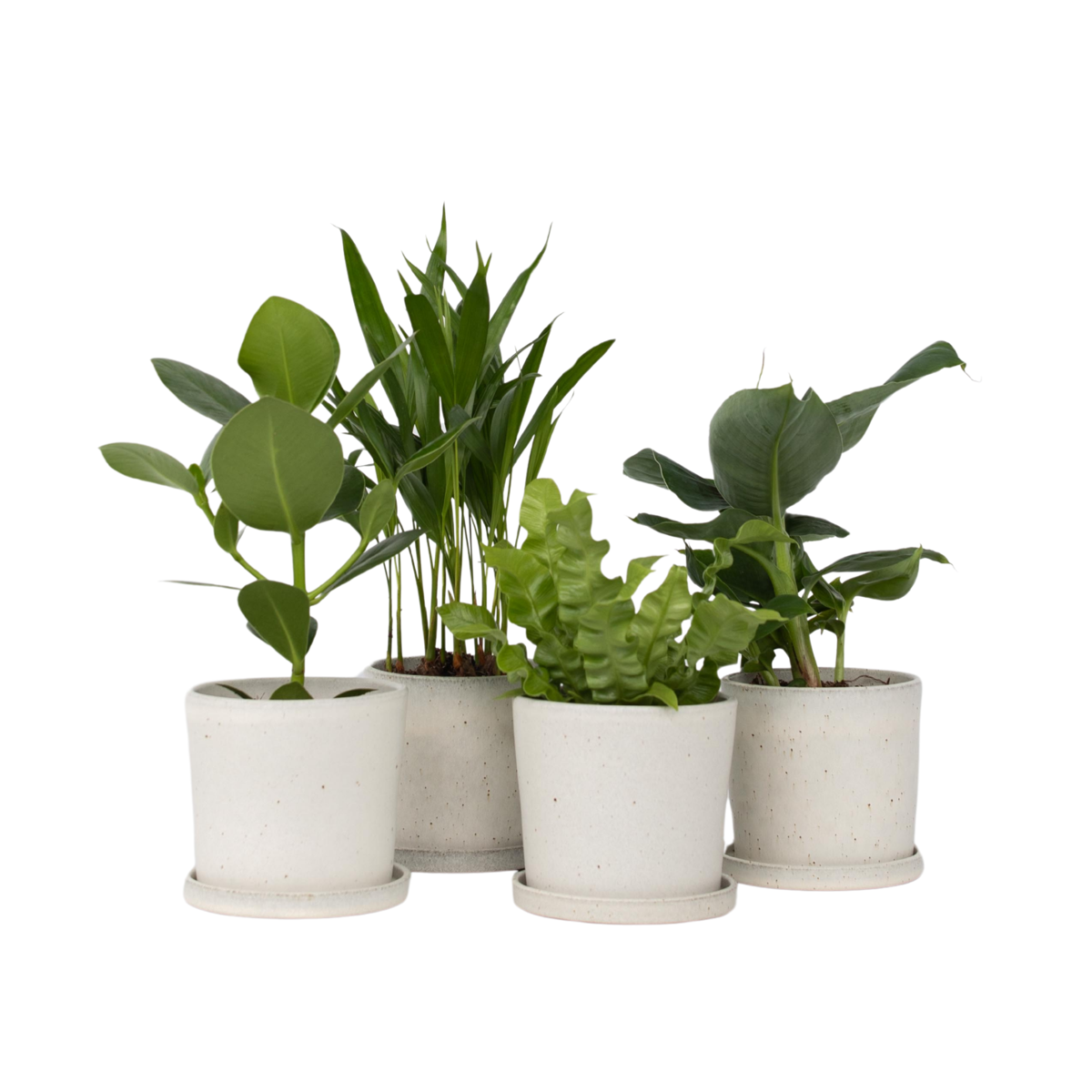 Houseplants 'Green Quartet' - 4 pcs. - Height 25-40cm - ⌀12cm