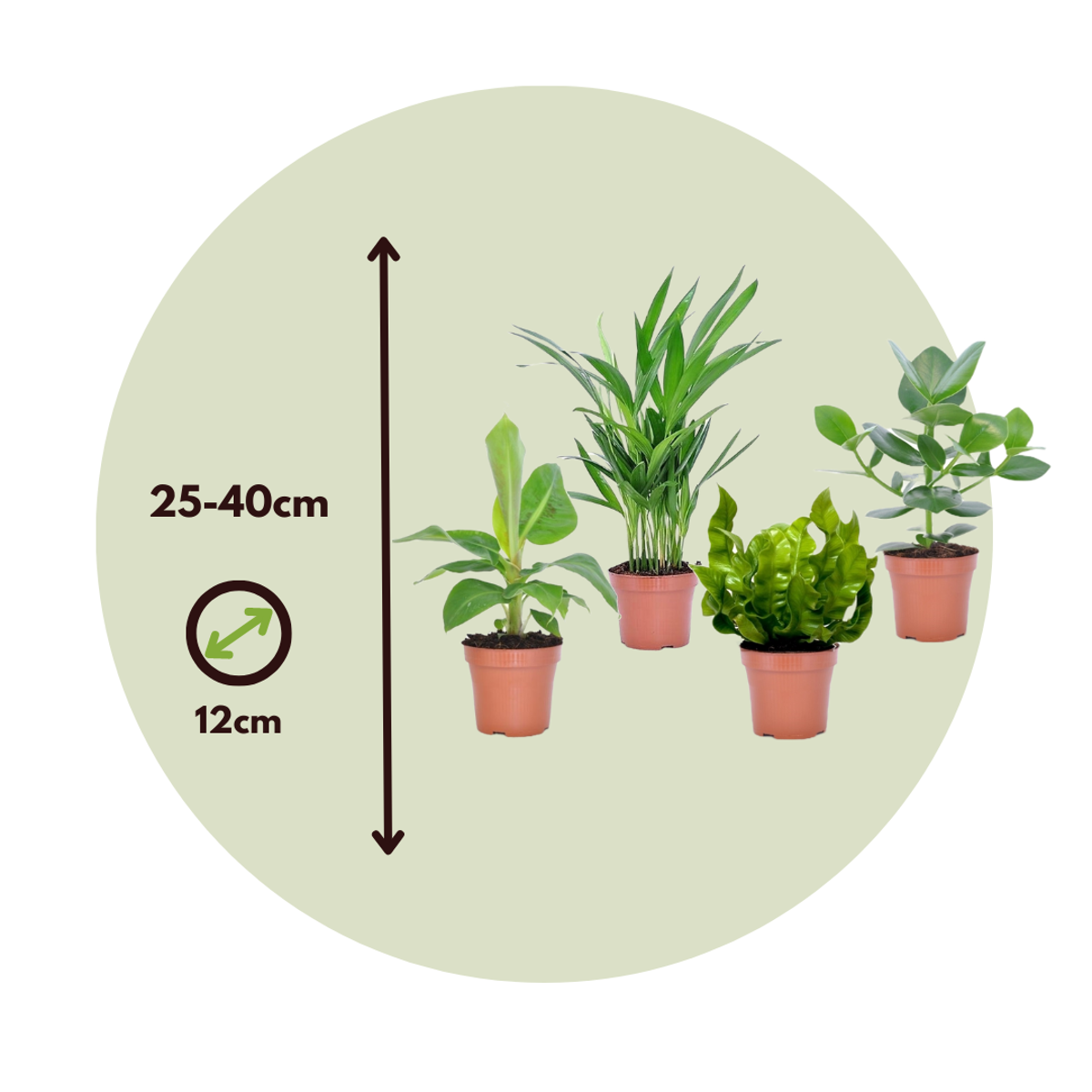 Houseplants 'Green Quartet' - 4 pcs. - Height 25-40cm - ⌀12cm