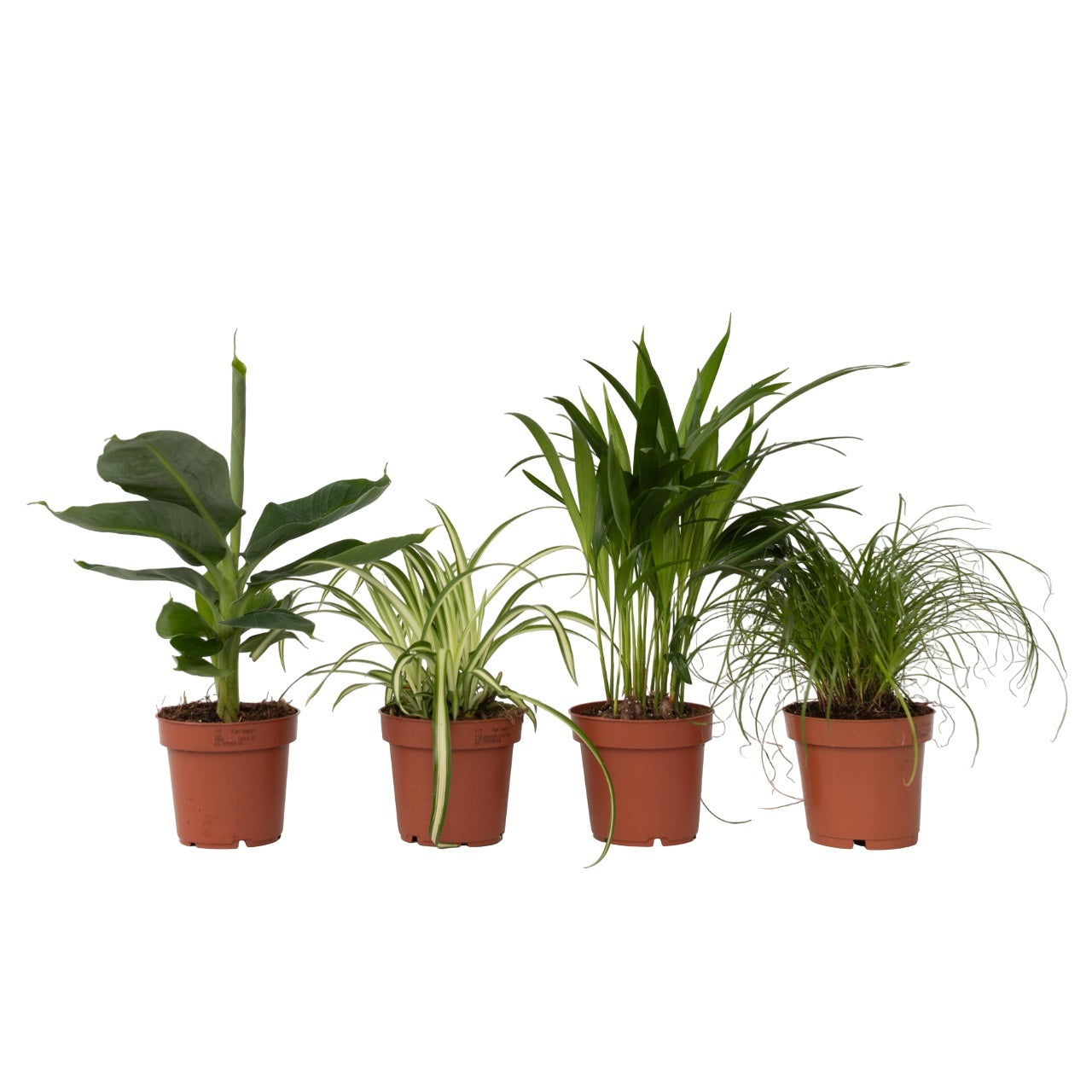Amical pour les animaux - Set de 4 - Pet Friendy Mix - Hauteur 25-40cm - ⌀12cm
