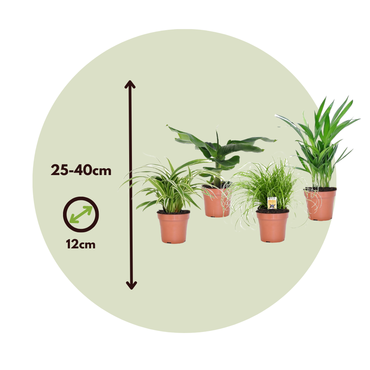 Amical pour les animaux - Set de 4 - Pet Friendy Mix - Hauteur 25-40cm - ⌀12cm
