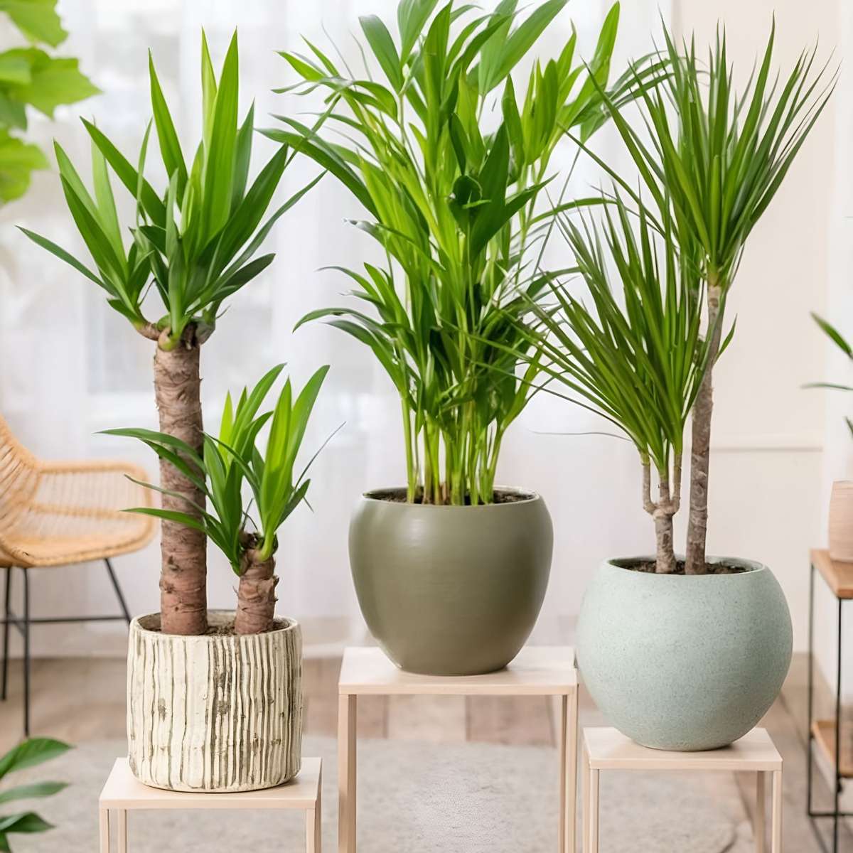 Set of large indoor palms - 3 pcs. - Indoor Palmmix XL - Height 70-90cm - ⌀17cm