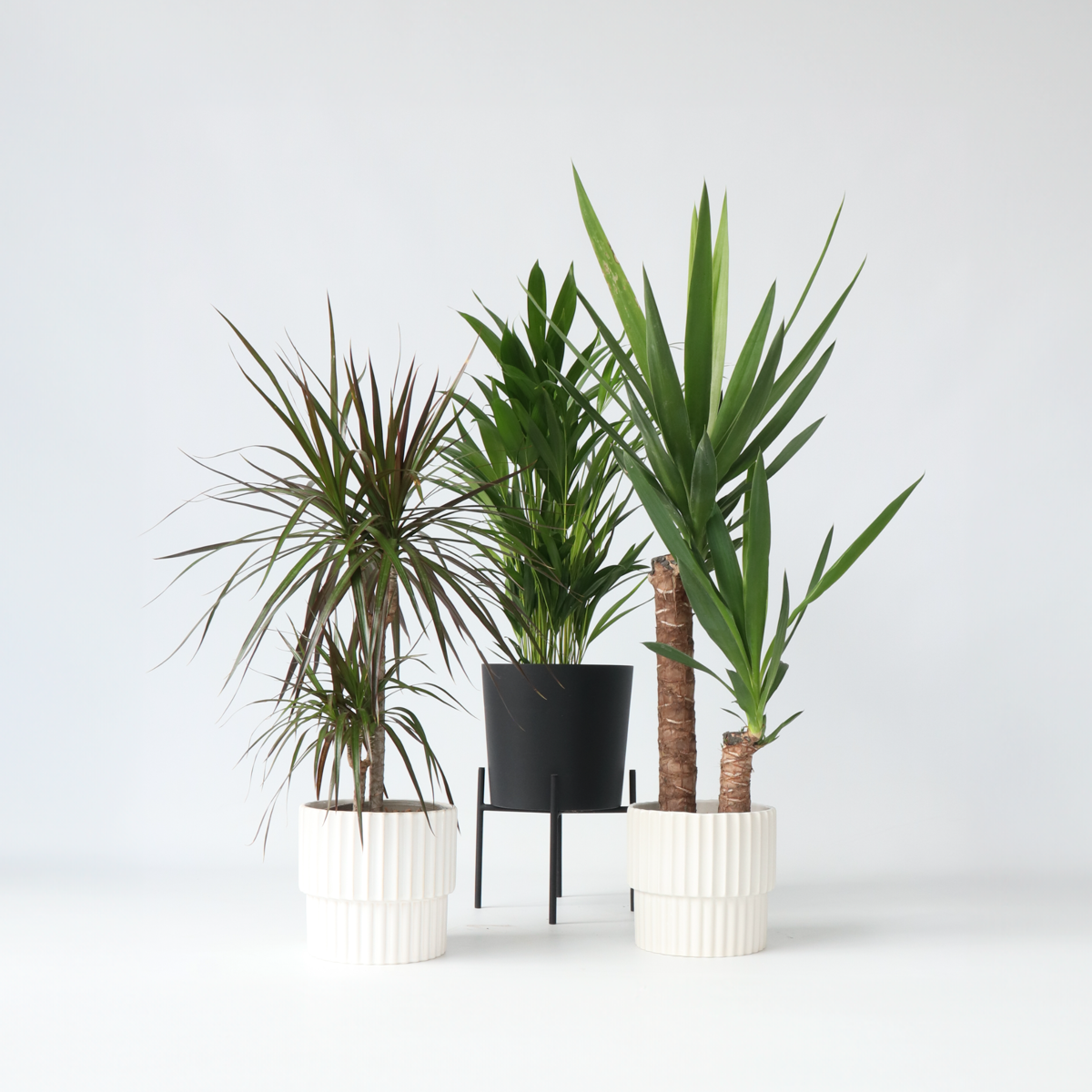 Set of large indoor palms - 3 pcs. - Indoor Palmmix XL - Height 70-90cm - ⌀17cm
