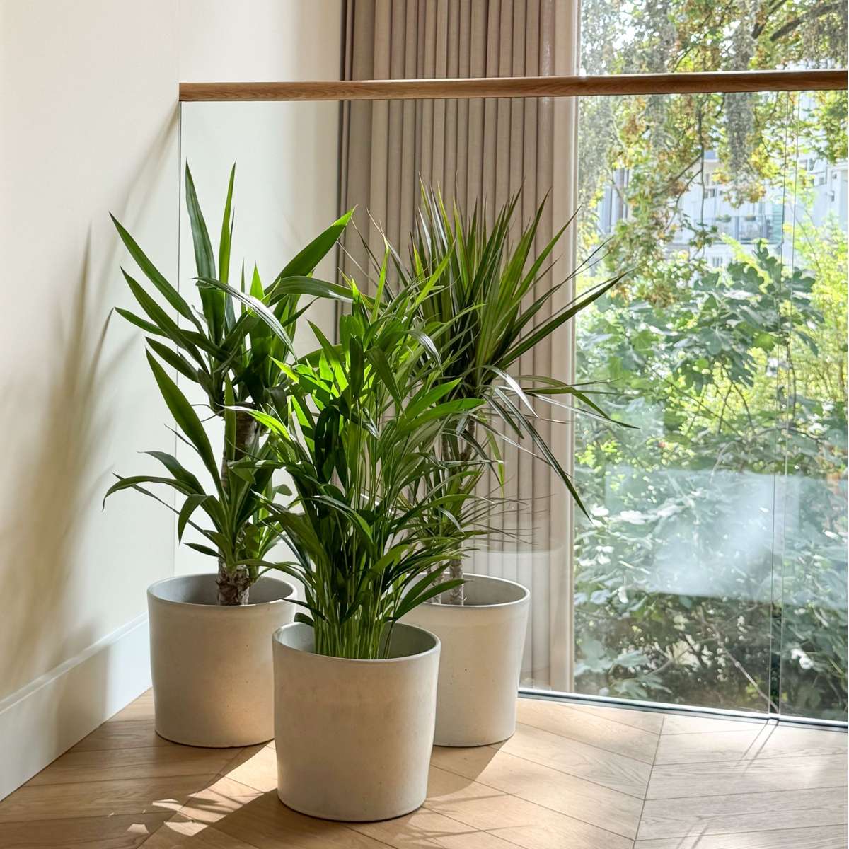 Mélange de Palmiers d'intérieur - Set de 3 - H70-90cm - ⌀17cm