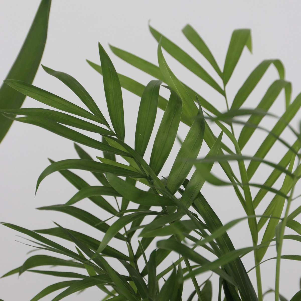 Set of large indoor palms - 3 pcs. - Indoor Palmmix XL - Height 70-90cm - ⌀17cm