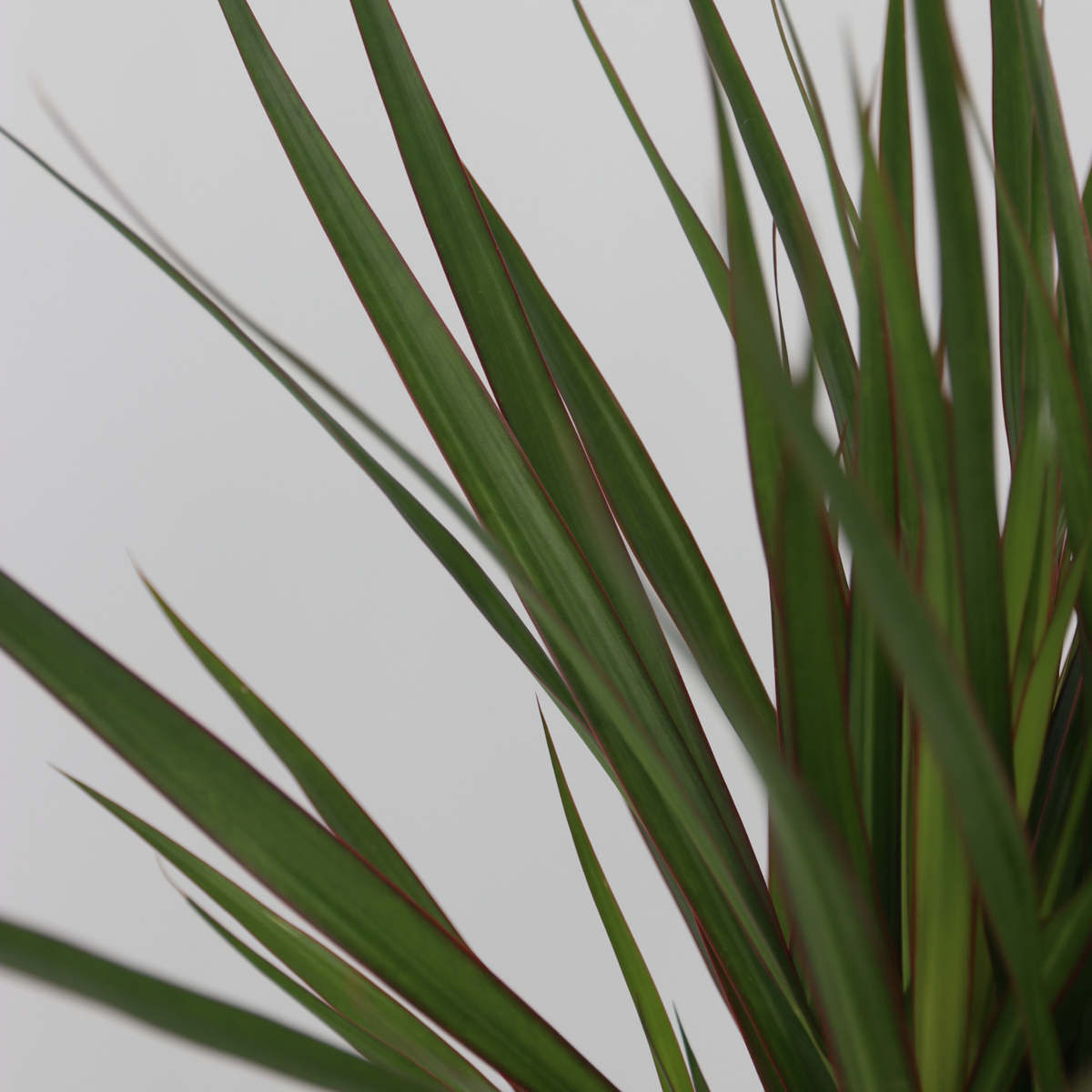 Set of large indoor palms - 3 pcs. - Indoor Palmmix XL - Height 70-90cm - ⌀17cm