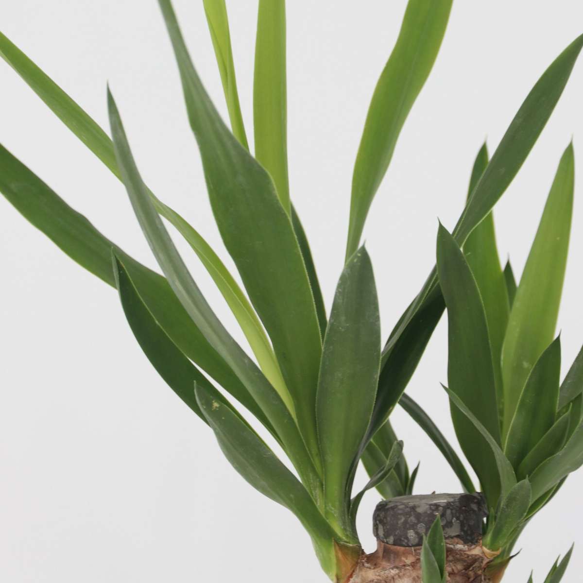 Mélange de palmiers d'intérieur - Set de 3 - Hauteur 25-40cm - ⌀12cm