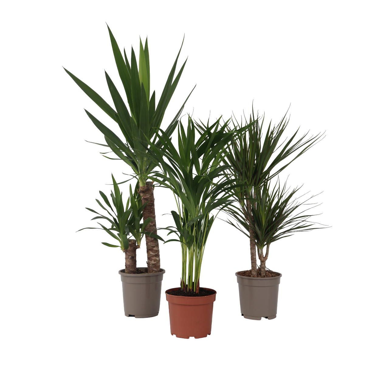 Set of large indoor palms - 3 pcs. - Indoor Palmmix XL - Height 70-90cm - ⌀17cm