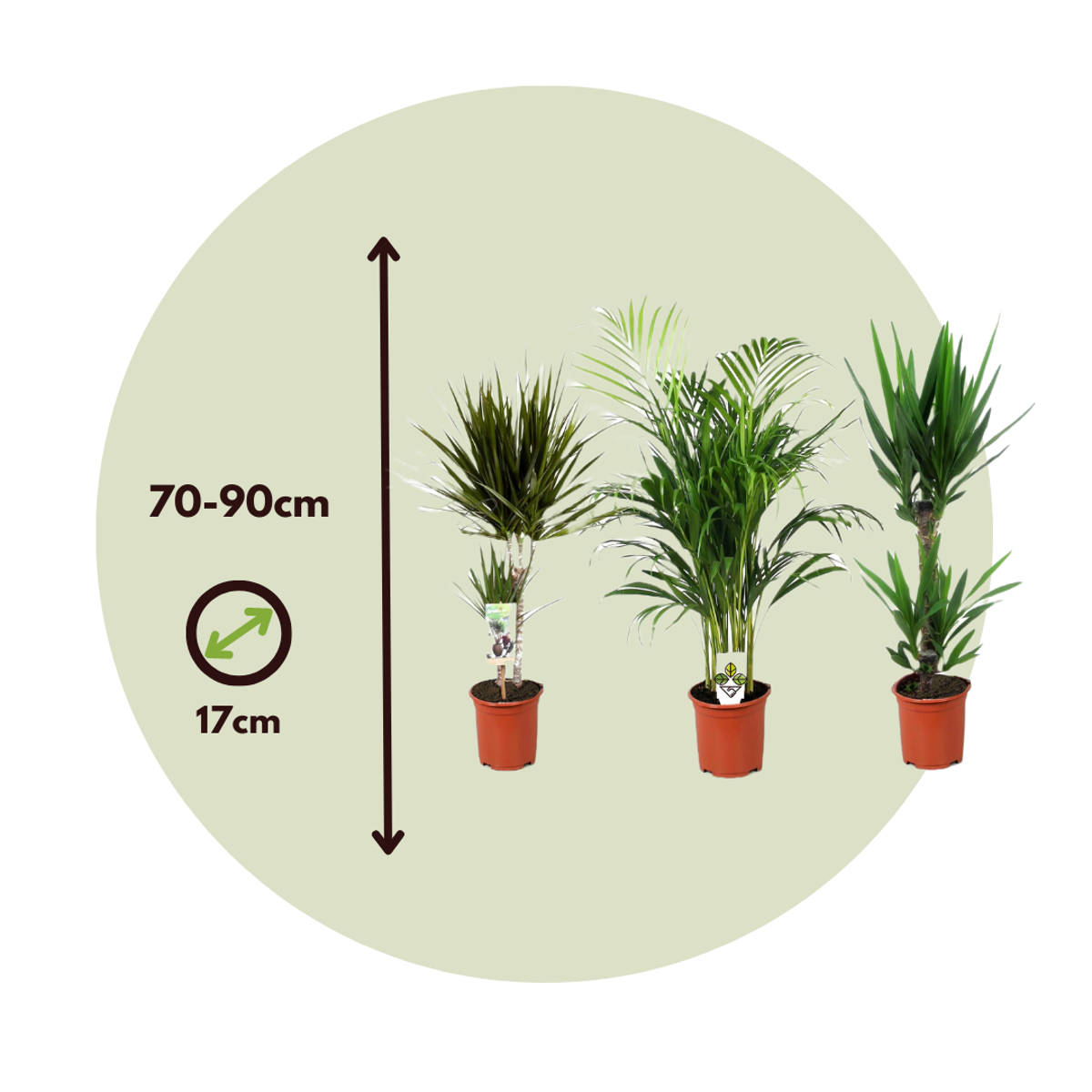 Set of large indoor palms - 3 pcs. - Indoor Palmmix XL - Height 70-90cm - ⌀17cm