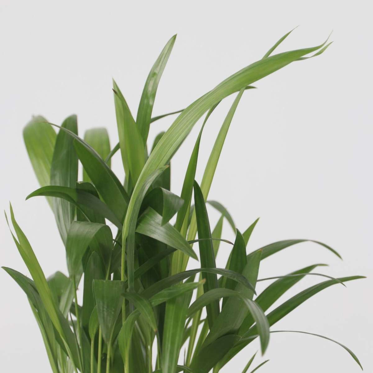 Mélange de palmiers d'intérieur - Set de 3 - Hauteur 25-40cm - ⌀12cm