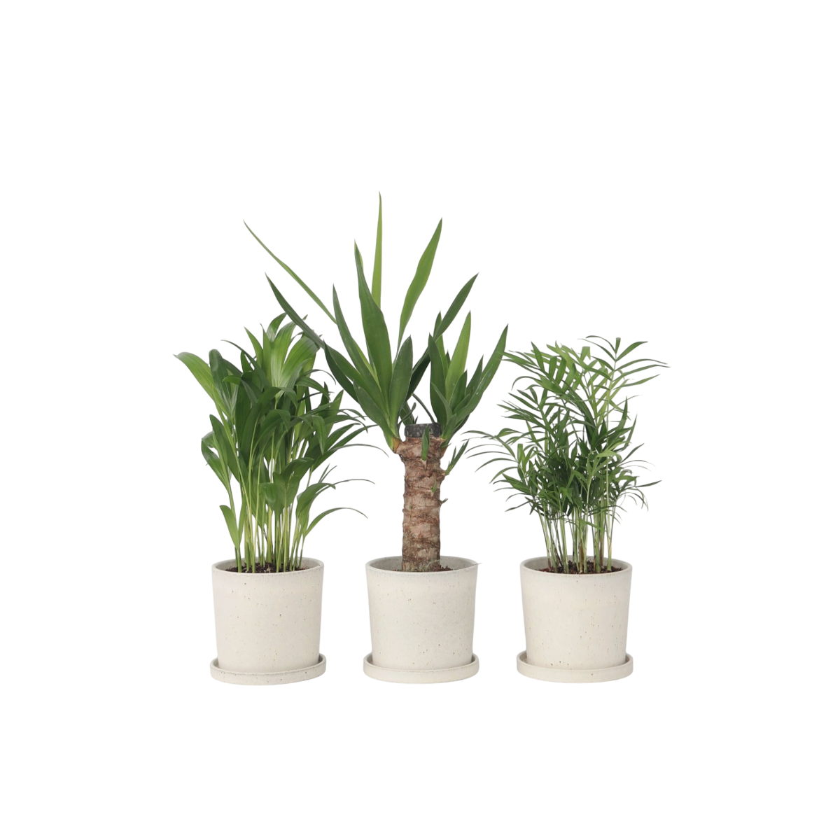 Mélange de palmiers d'intérieur - Set de 3 - Hauteur 25-40cm - ⌀12cm
