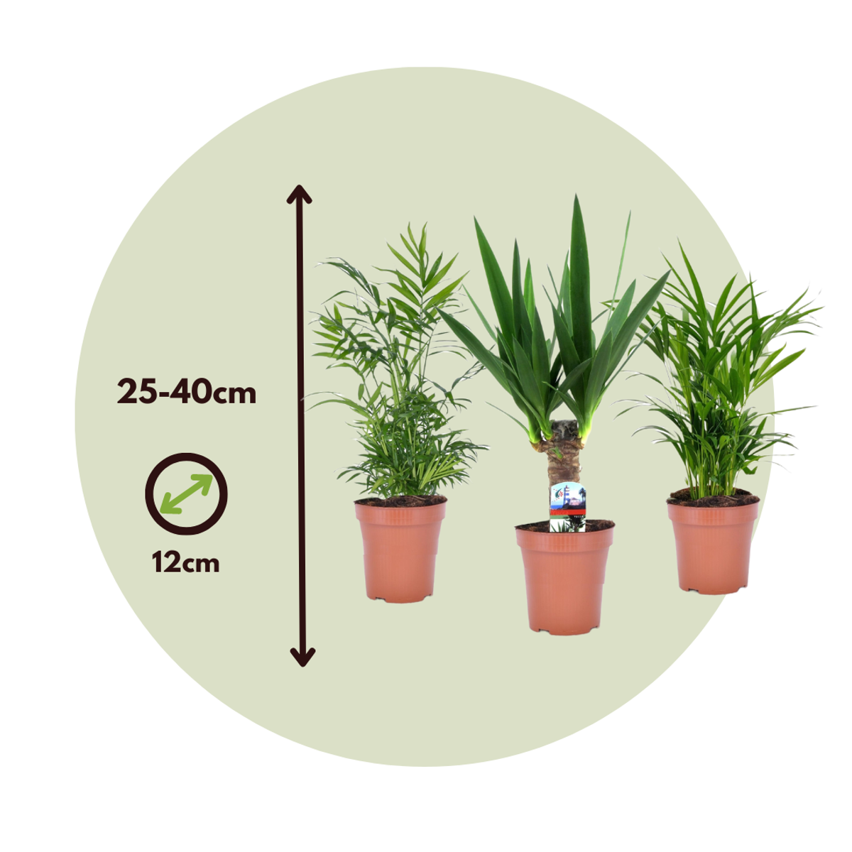 Mélange de palmiers d'intérieur - Set de 3 - Hauteur 25-40cm - ⌀12cm