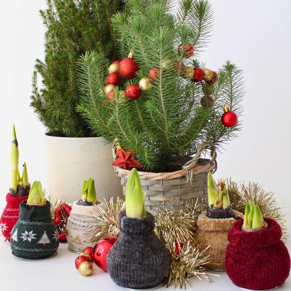 Amaryllis - Hippeastrum 'Cozy Teddy Red' - Bulbe de fleur - Rouge - TD Plantz