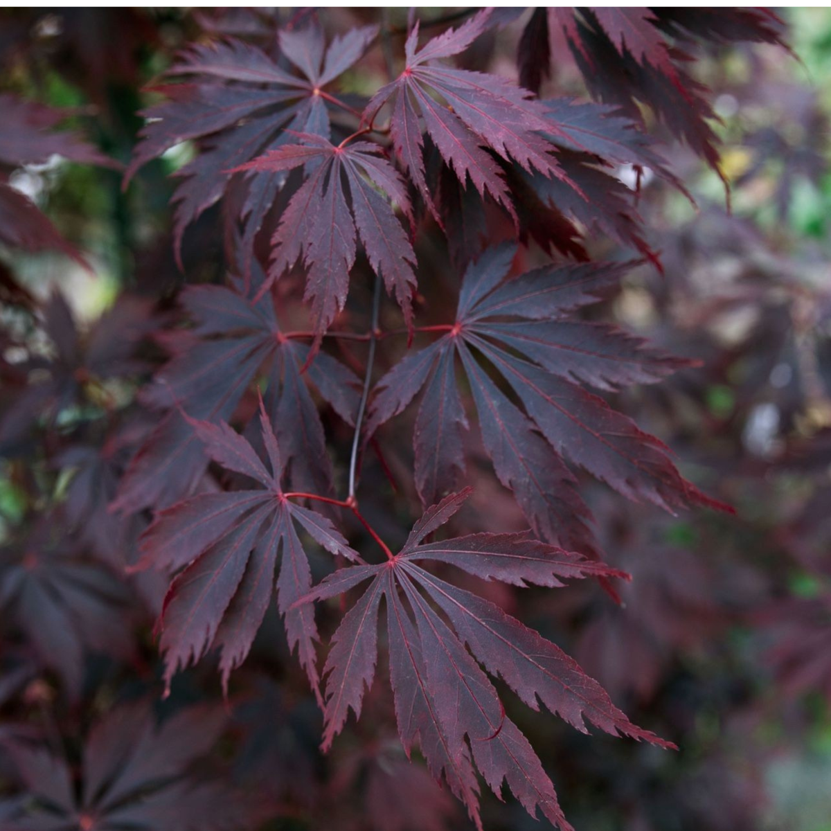 Japanese maple - Acer palmatum 'Black Lace' - Height 60-70cm - ⌀19cm