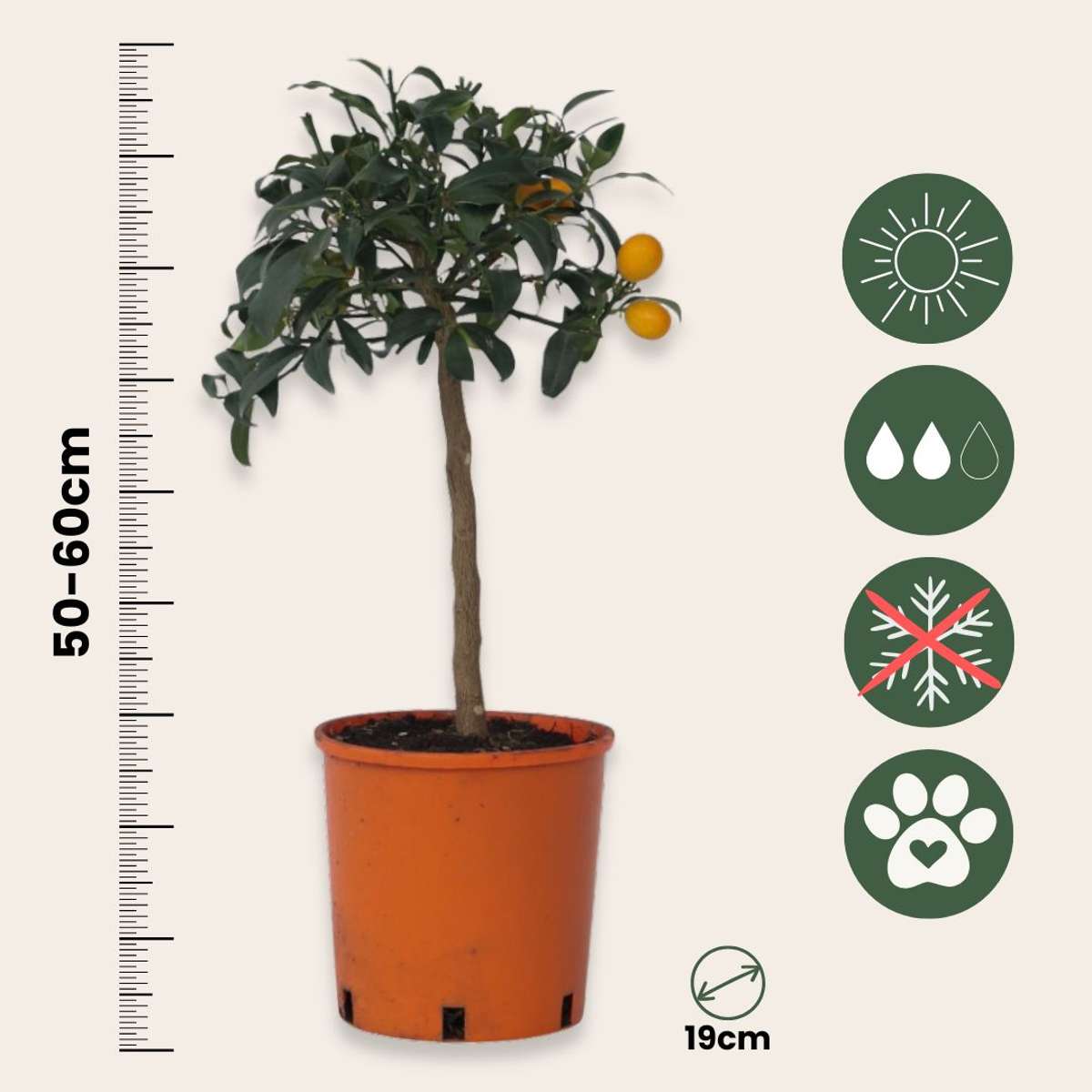 Citronnier - Set de 2 - Citrus microcarpa 'Kumquat' - H50-60cm - ⌀19cm