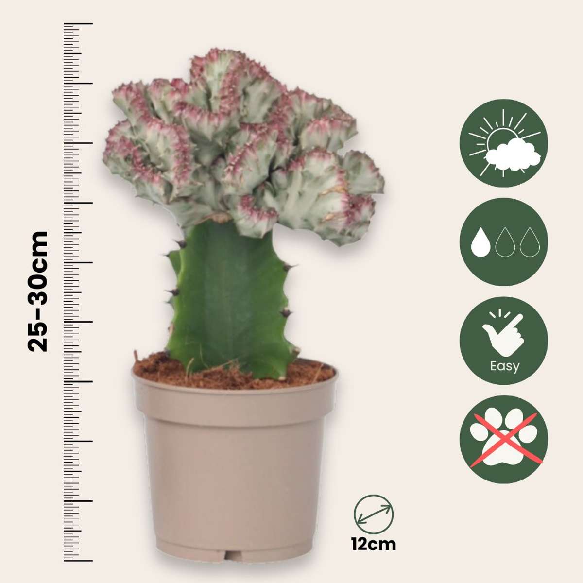 Mélange d'euphorbes - Set de 2 - Euphorbia 'Lactea' - Hauteur 25-30cm - ⌀12cm - TD Plantz