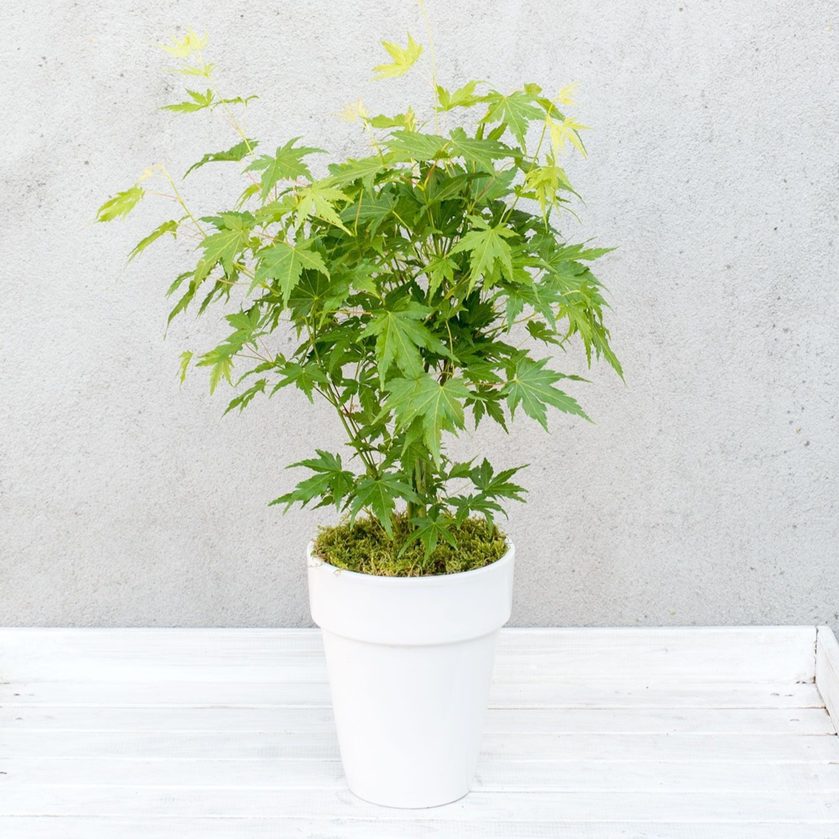 Japanese maple - Acer palmatum 'Going Green' - Height 25-40cm - ⌀10,5cm