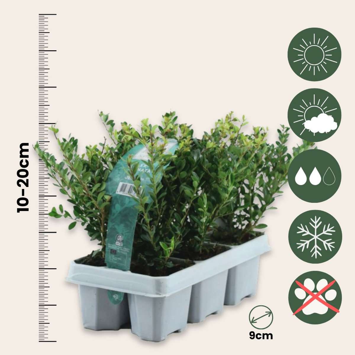 Houx crenelé - Set de 12 - Ilex crenata 'Jenny' - Hauteur 10-20cm - ⌀9cm