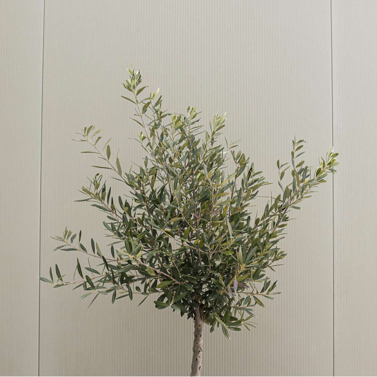 Olivier - Set de 2 - Olea europaea - Hauteur 90-100cm - ⌀21cm