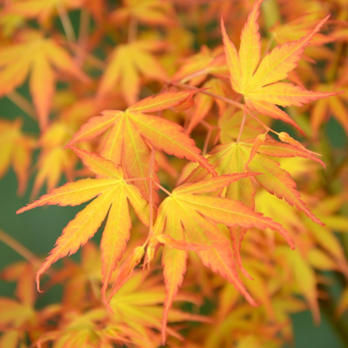 Japanese maple - Acer palmatum 'Orange Dream' - Height 25-40cm - ⌀10,5cm