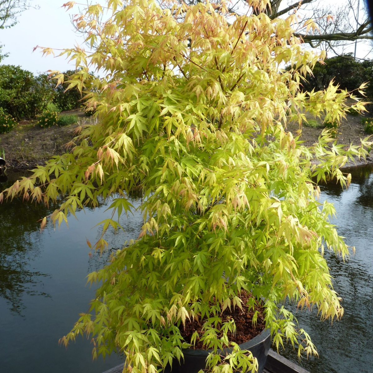 Japanese maple - Acer palmatum 'Orange Dream' - Height 25-40cm - ⌀10,5cm