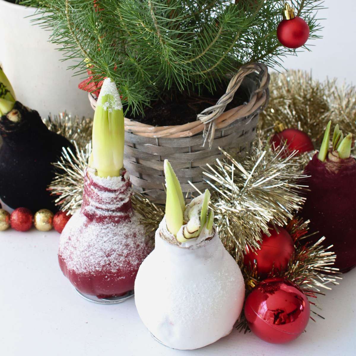 Amaryllis - Hippeastrum 'Wax Snow Mix' - Bulbe de fleur - Rouge