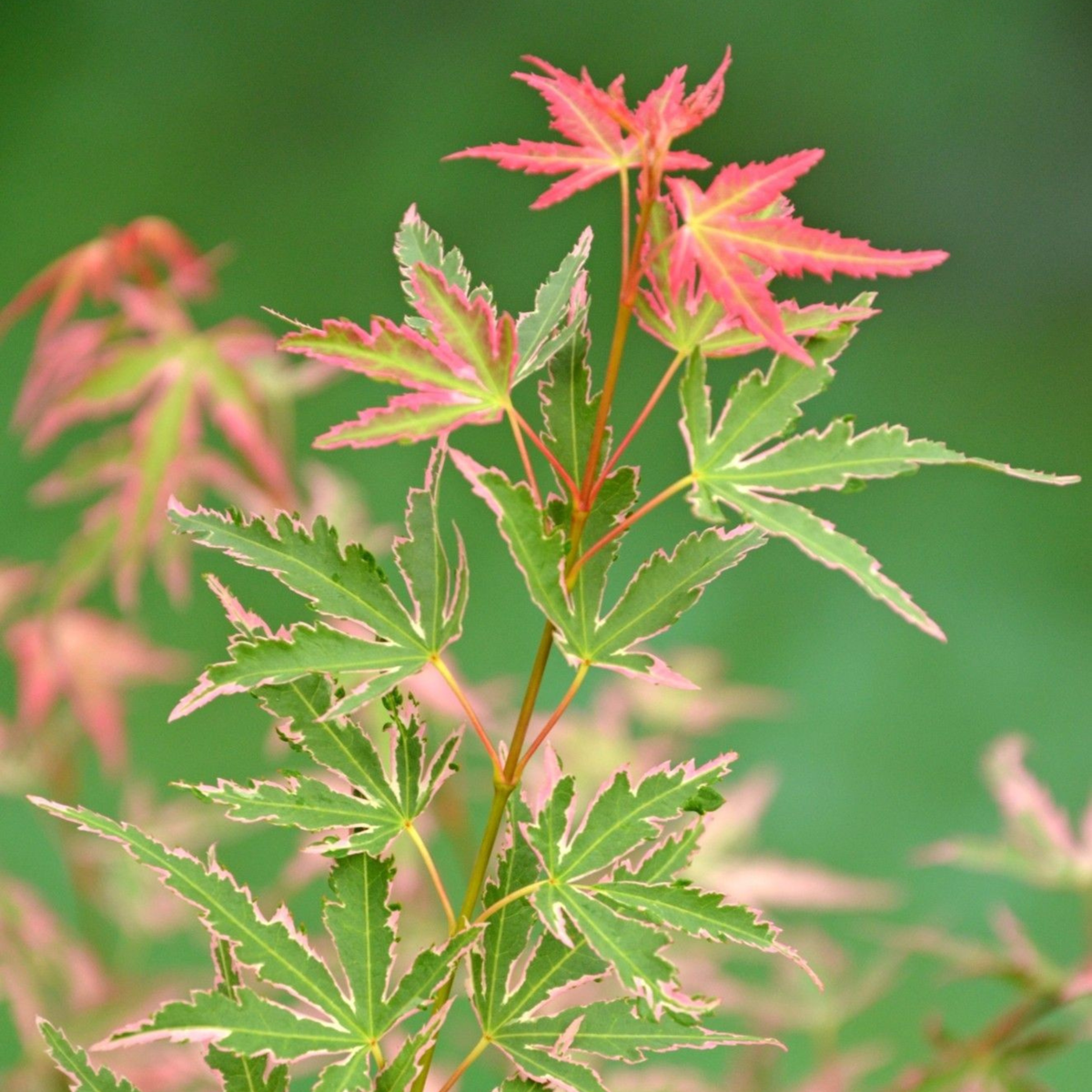 Japanese maple - Acer palmatum 'Taylor' - Height 50-60cm - ⌀19cm