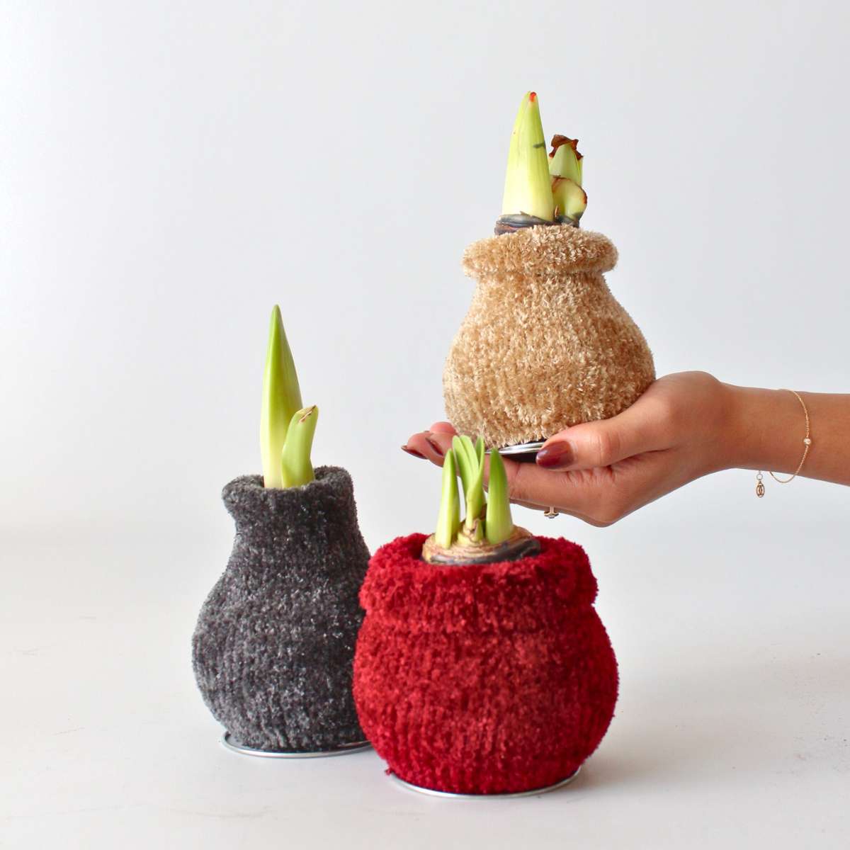 Amaryllis - Hippeastrum 'Cozy Teddy Gold' - Bulbe de fleur - Rouge