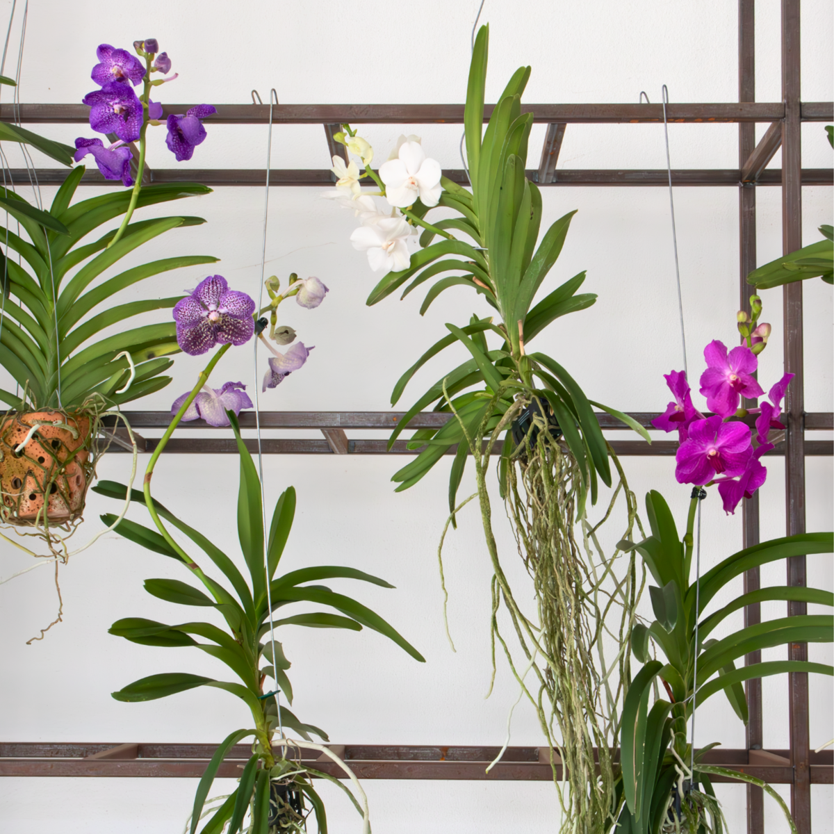 Vanda Orchid - Vanda 'White' - Height 55-65cm